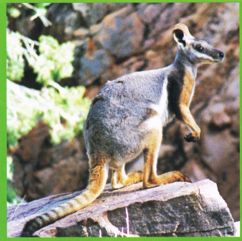Buckaringa