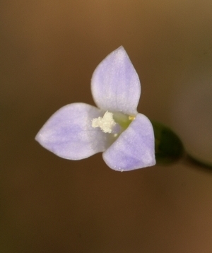 3 petalled wahlenbergia