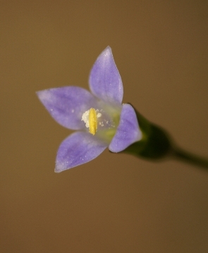4 petalled wahlenbergia