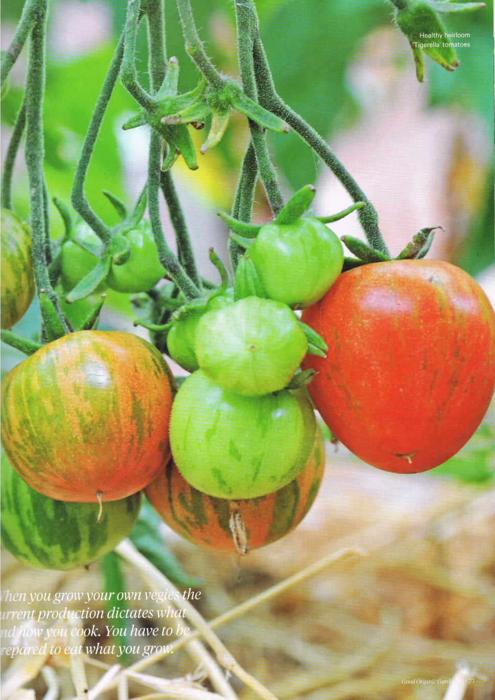 Good Organic Gardening Article