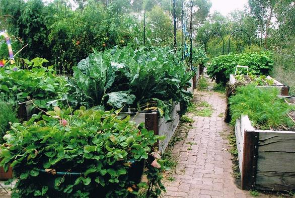 cauliflower